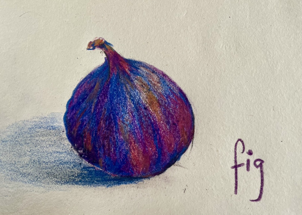 Close-up of a coloured-pencil fig illustration with the handwritten word fig beside it.