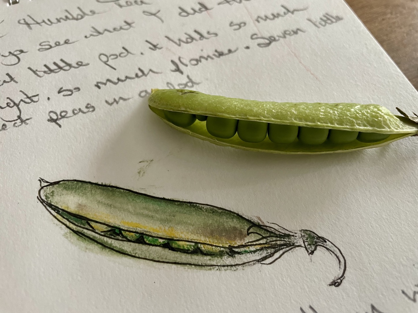 Close-up of a green pea pod beside a loose pea pod illustration on a handwritten sketchbook page.