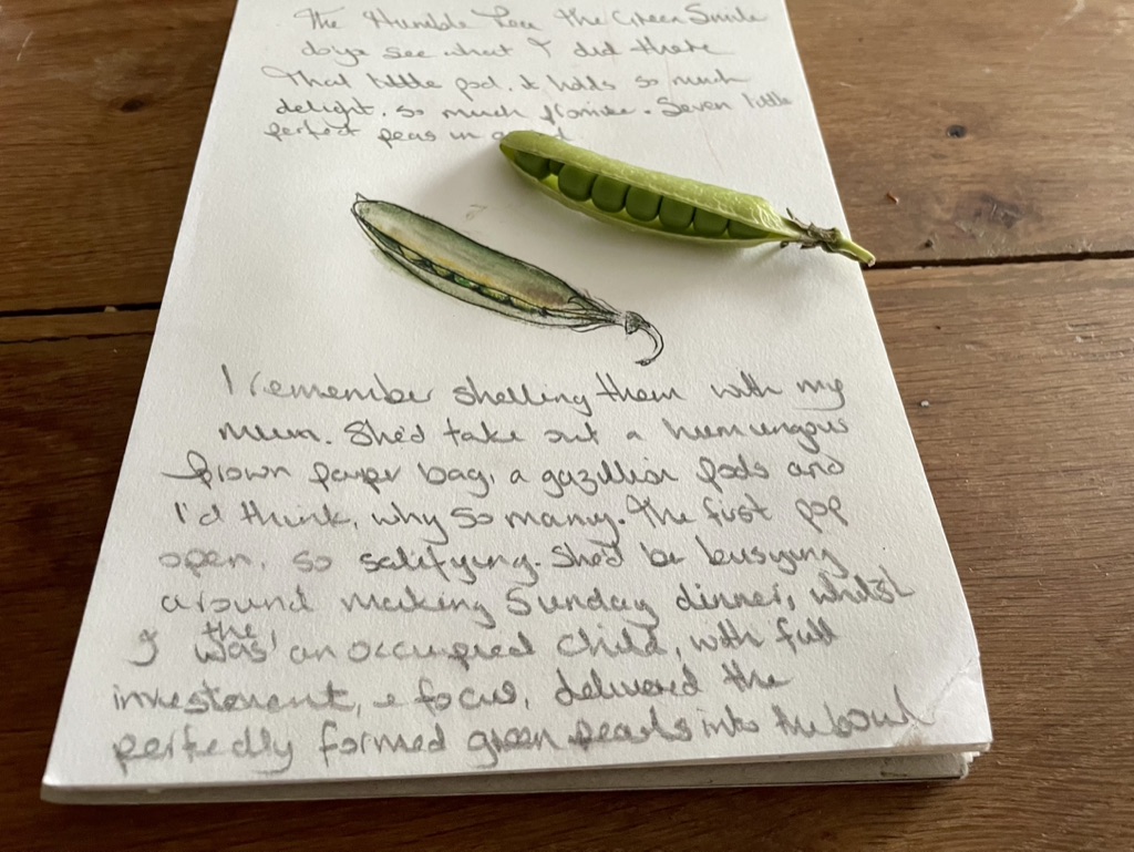 Sketchbook page with handwritten pea memories, a pea pod drawing and an open green pea pod on top.