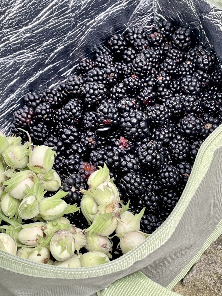 Blackberries and fresh hazelnuts gathered in a cloth bag.