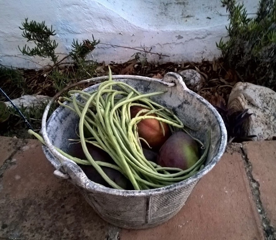 A metal tub filled with long green beans, apples and plums on a tiled cottage step.