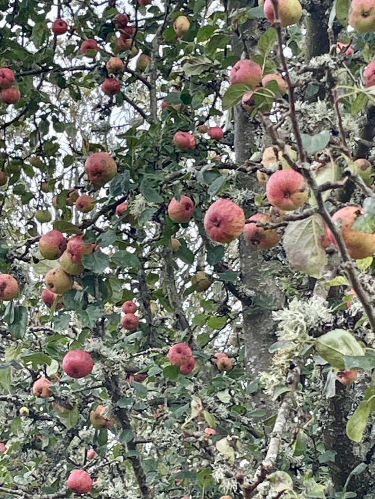 Red and green apples growing on a lichen-covered apple tree.