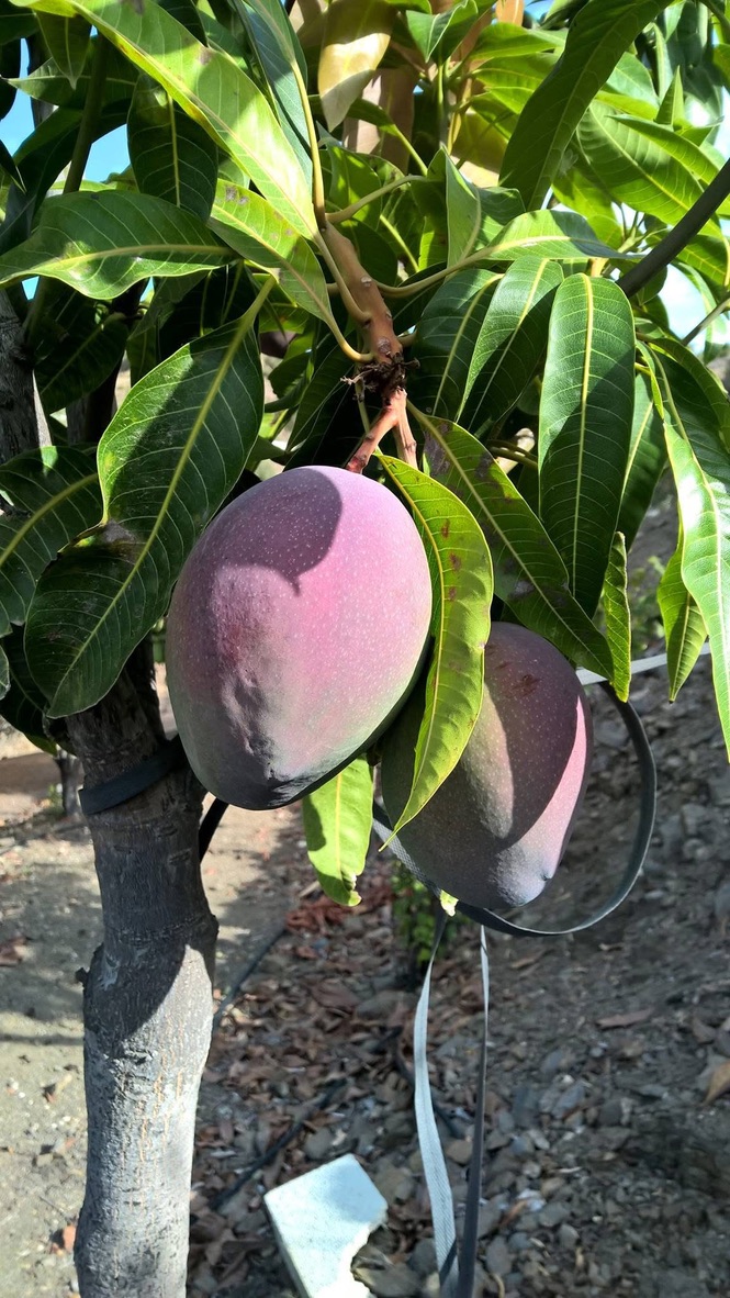 Two purple-green mangoes ripening on a sunlit tree.