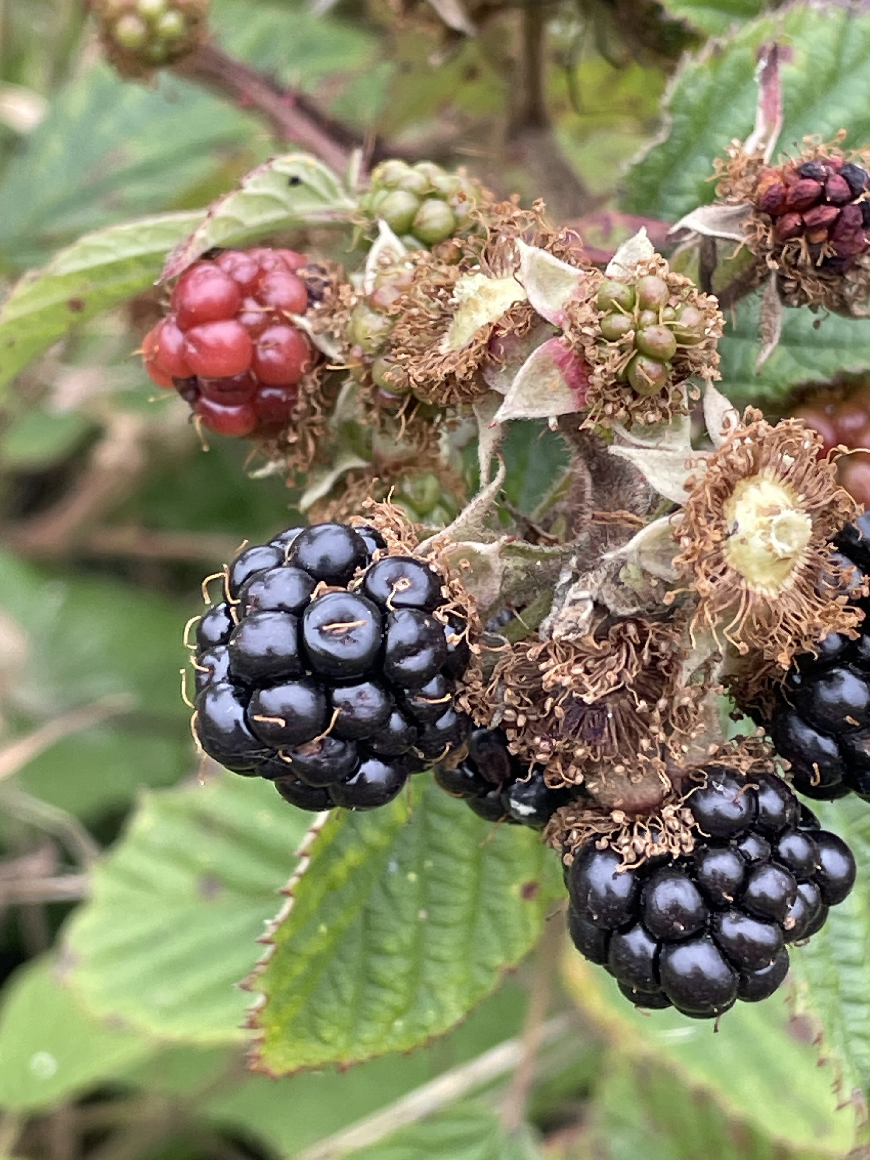 Blackberries ripening on a bramble with green leaves in the background.